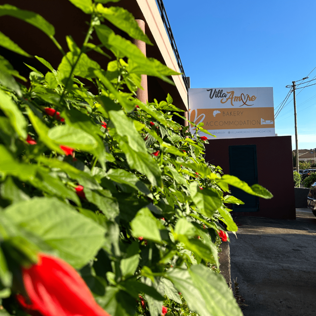 madeira island what to do