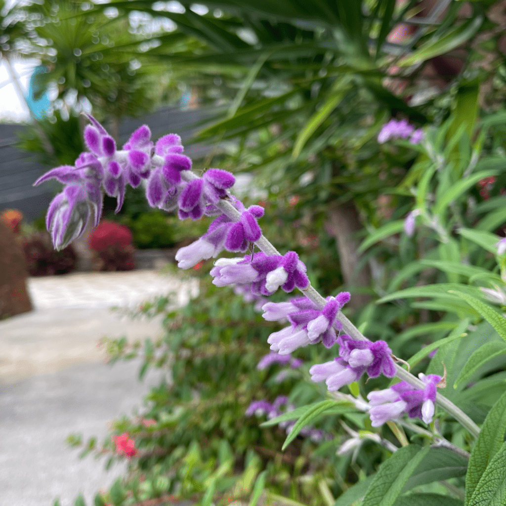 Flower festival madeira